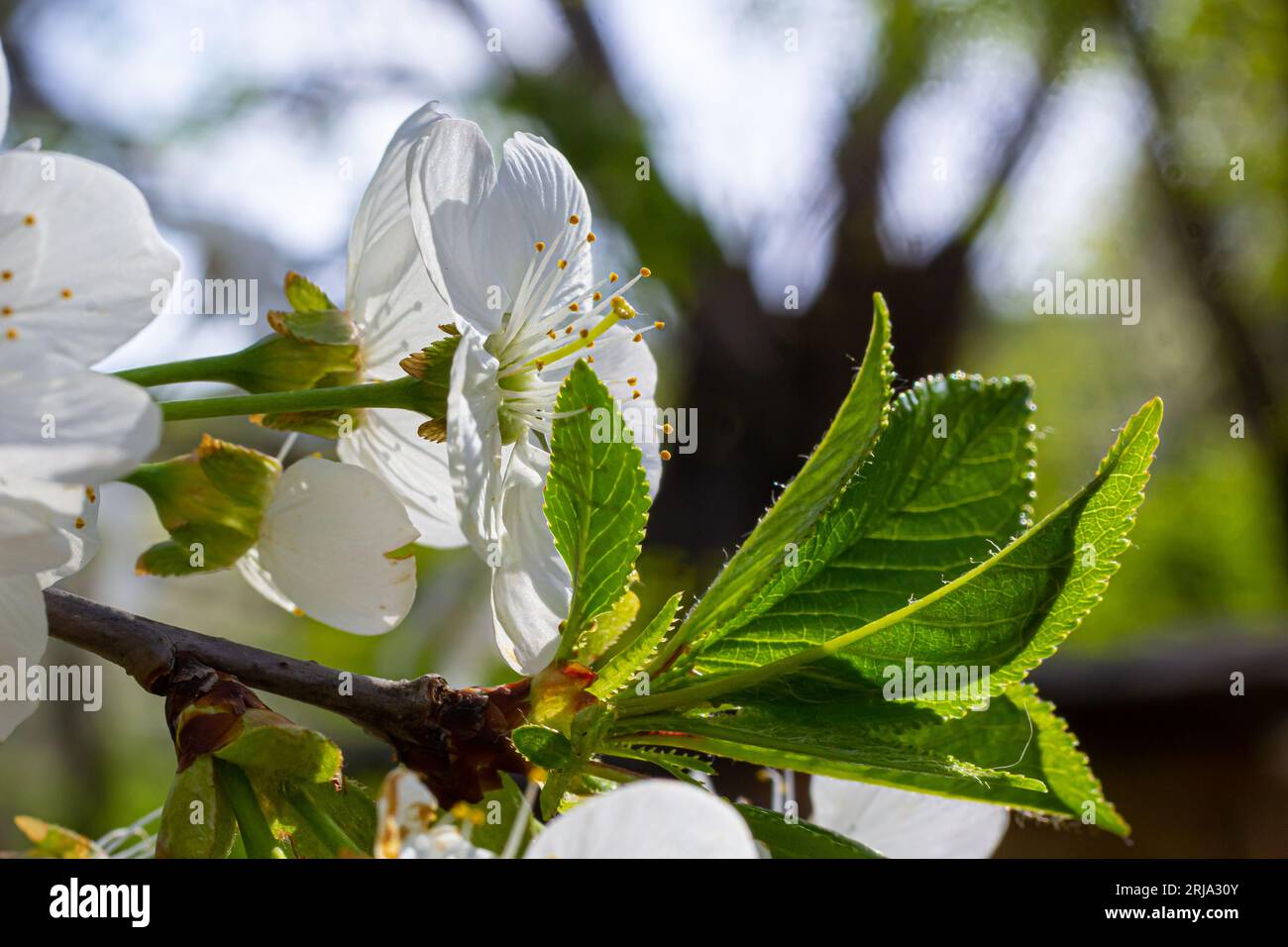 Foyer sélectif de belles branches de cerisiers en fleurs sur l'arbre sous ciel bleu, belles fleurs Sakura pendant la saison de printemps dans le parc, Floral Banque D'Images