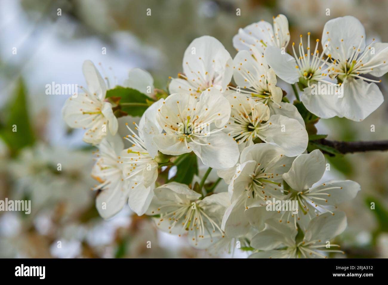 Foyer sélectif de belles branches de fleurs de prune sur l'arbre sous ciel bleu, belles fleurs Sakura pendant la saison de printemps dans le parc, Floral p Banque D'Images