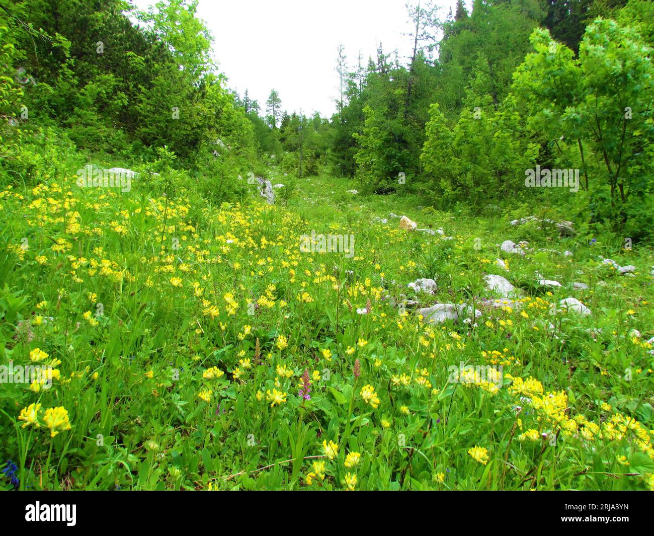 Prairie avec des fleurs jaunes de vetch de rein commun Banque D'Images
