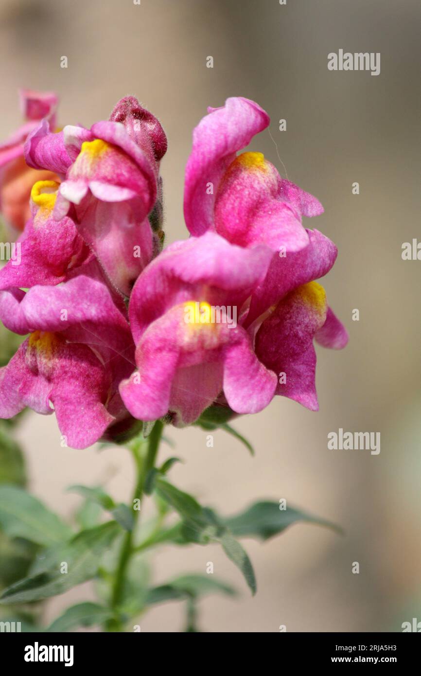 Fleurs de Snapdragon (Antirrhinum majus) de couleur rose : (pix Sanjiv Shukla) Banque D'Images