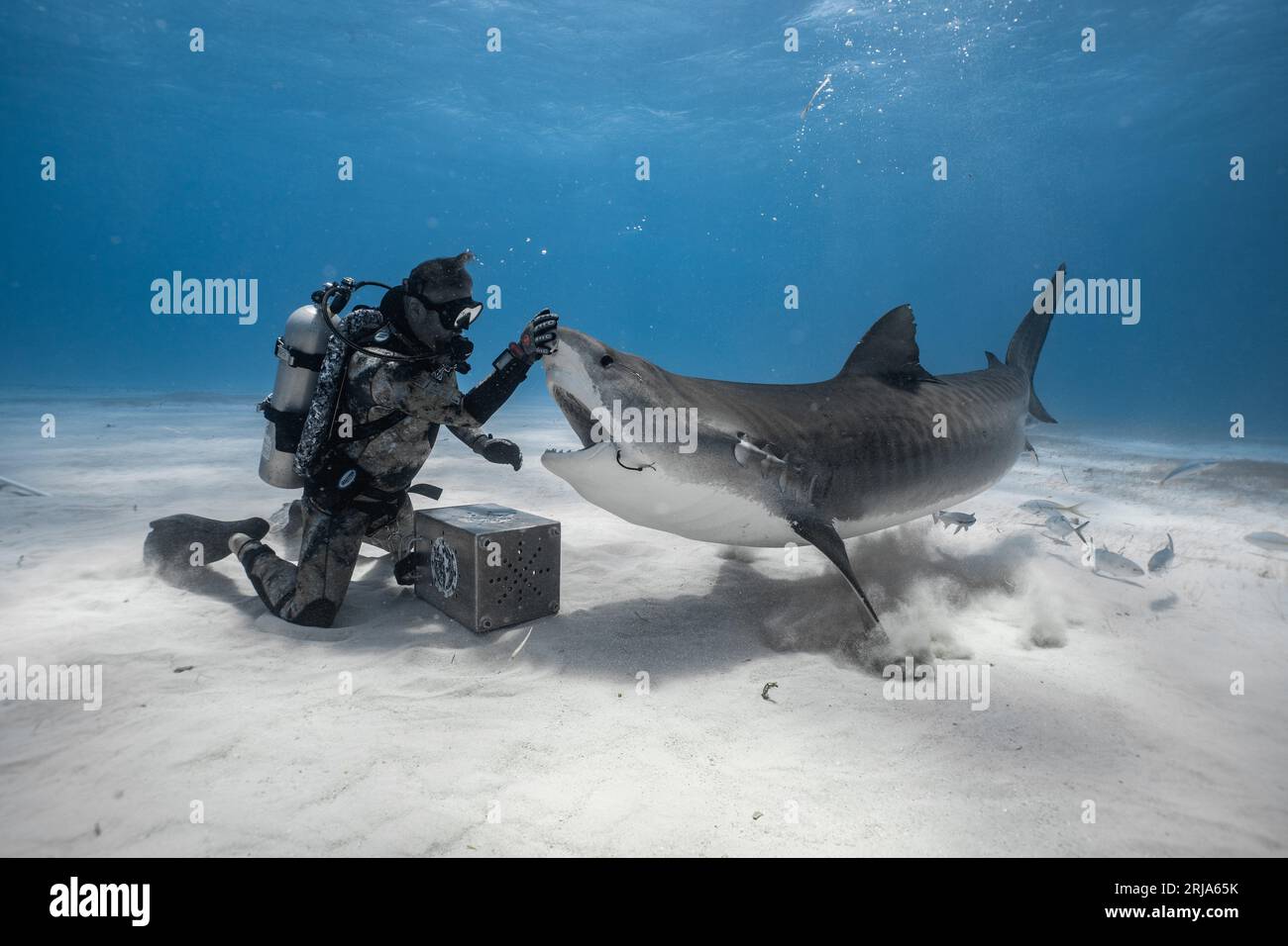 Lors de la redirection des requins, les mains sont placées sur le museau du requin qui stimule les pores sensoriels des requins appelés Ampullae de Lorenzini. Tiger Beach, Th Banque D'Images