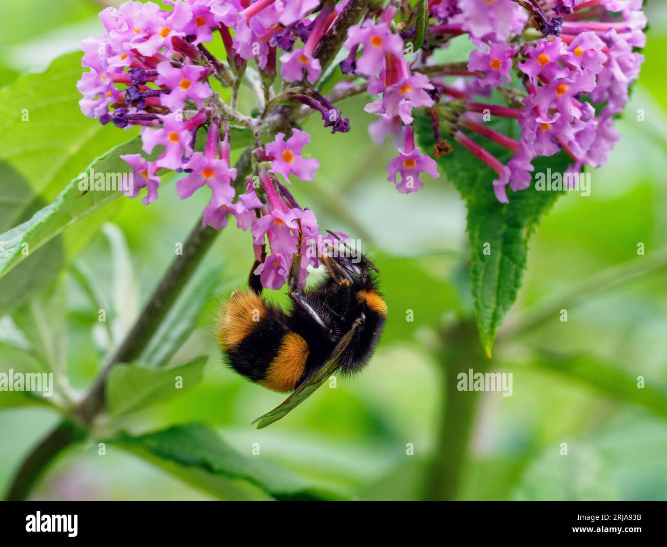 Bumblebee suspendu à l'envers sur une fleur de bourgeon, rassemblant le nectar Banque D'Images