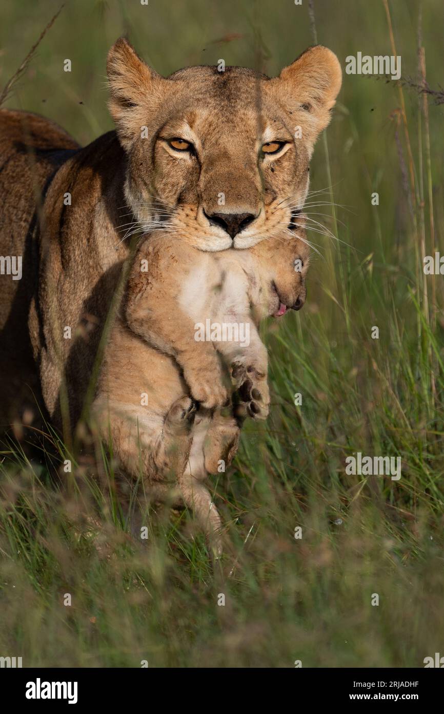La lionne porte son nouveau bébé MAASAI MARA, KENYA des images ADORABLES montrent une lionne portant son petit de trois semaines par le cou, le doux jeune ev Banque D'Images