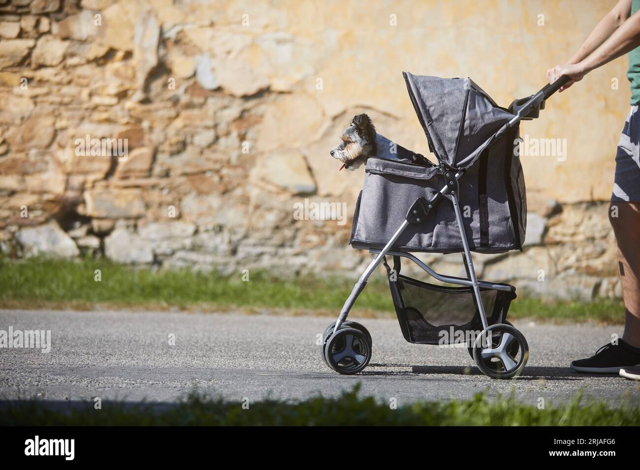 Propriétaire d'animal pendant la promenade avec chien en poussette. Heureux terrier choyé. Banque D'Images