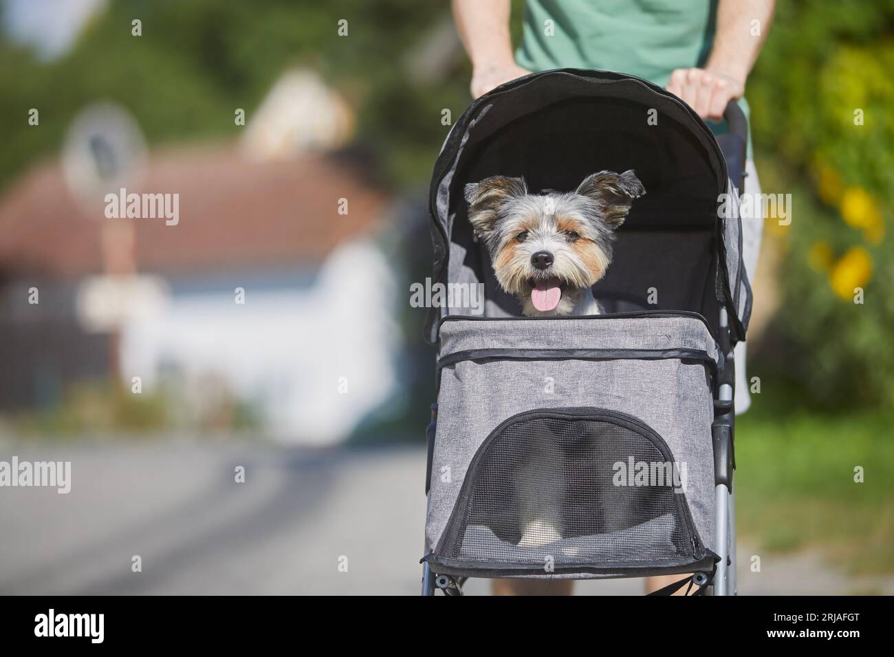 Propriétaire d'animal pendant la promenade avec chien en poussette. Heureux terrier choyé. Banque D'Images