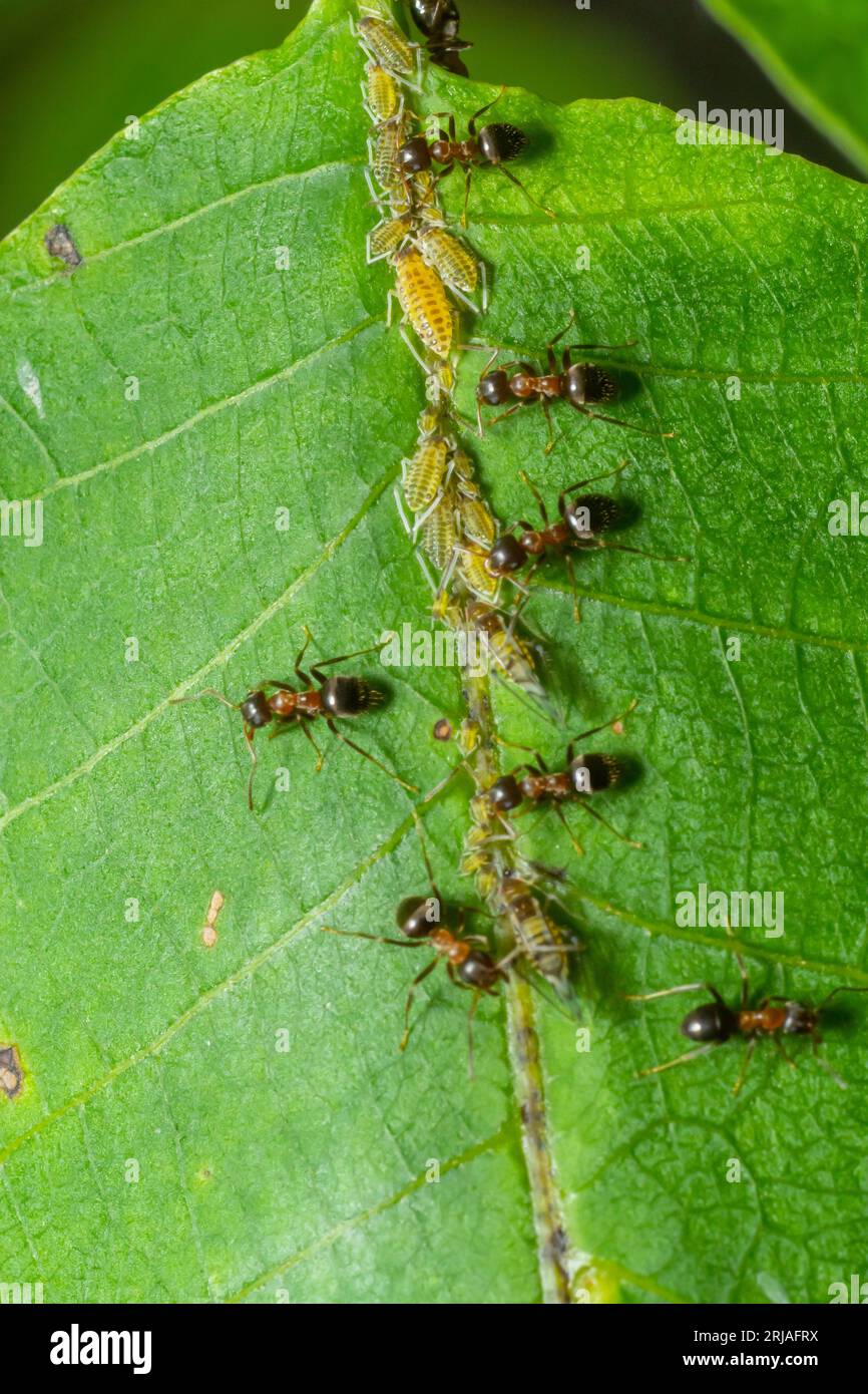 Les fourmis collectant le miellat des mouches vertes pucerons sur une tige de plante. Banque D'Images