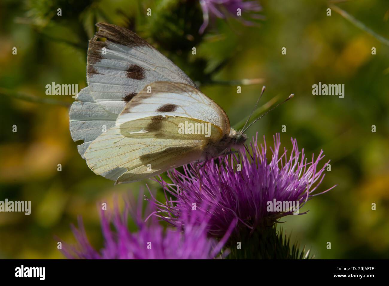 Femelle européenne Grand chou blanc papillon Pieris brassicae se nourrissant d'une fleur de chardon. Banque D'Images