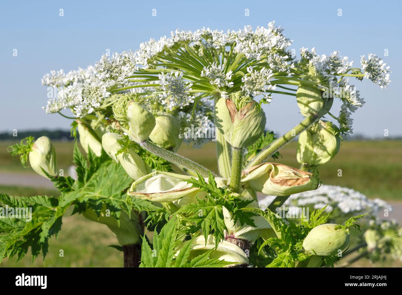 Gros plan de la tête et des bourgeons de la fleur blanche de la plante de marmite ou Heracleum sphondylium par une journée ensoleillée aux pays-Bas. Banque D'Images