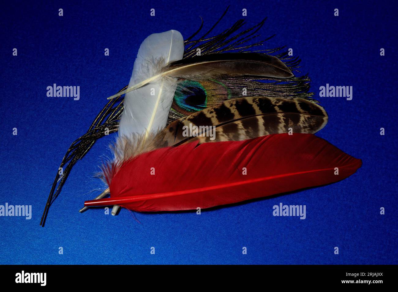 Un tas de plumes d'oiseau assorties isolé sur une couverture de table bleue Banque D'Images