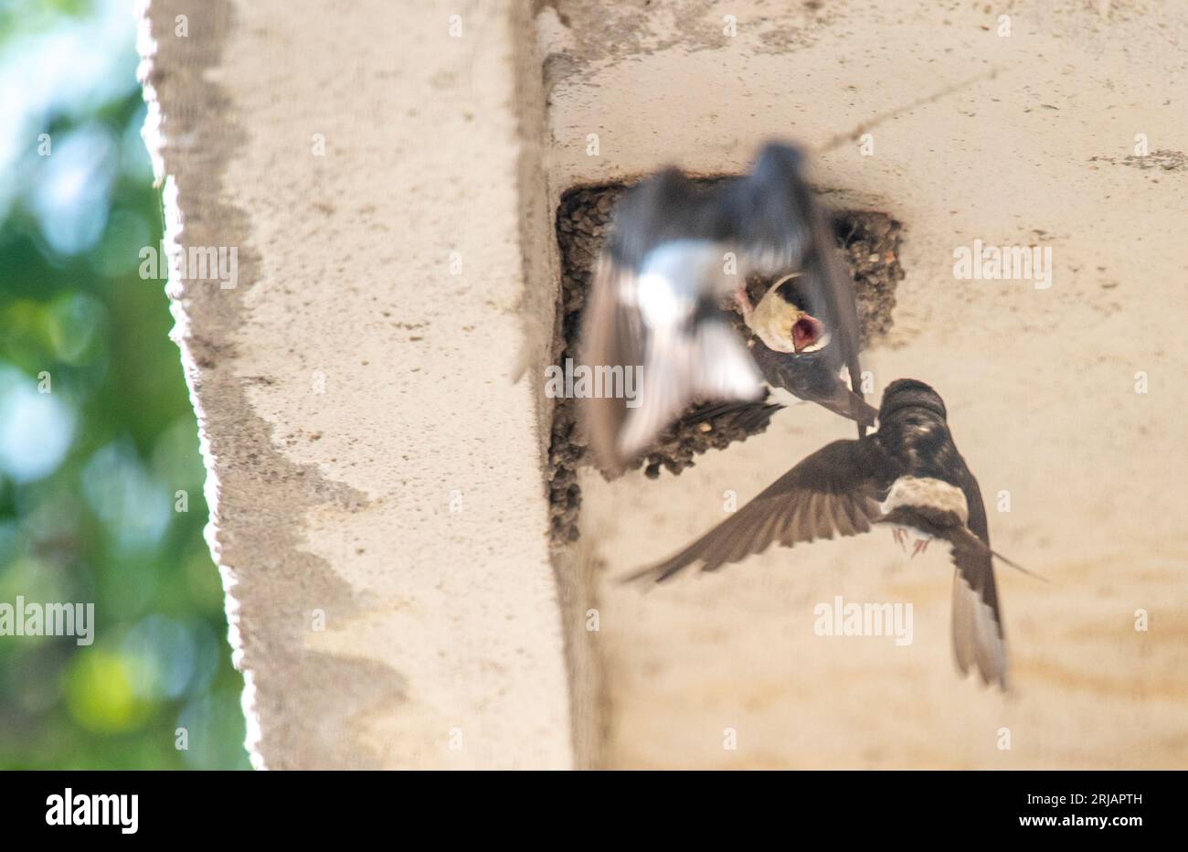 Bulgarie Malomirovo 22 août 2023: tendances démographiques des oiseaux communs sur le déclin la majorité des espèces agricoles dans ce groupe sont en déclin, registre de surveillance entre 151 et 169 espèces par an détaillant l'indice des oiseaux communs-en Bulgarie montre un déclin des populations d'oiseaux près de 40% depuis le début du programme en 2005. Un besoin urgent d'une étude ciblée sur les espèces en déclin pour en identifier les raisons. . Clifford Norton Alamy en direct Banque D'Images