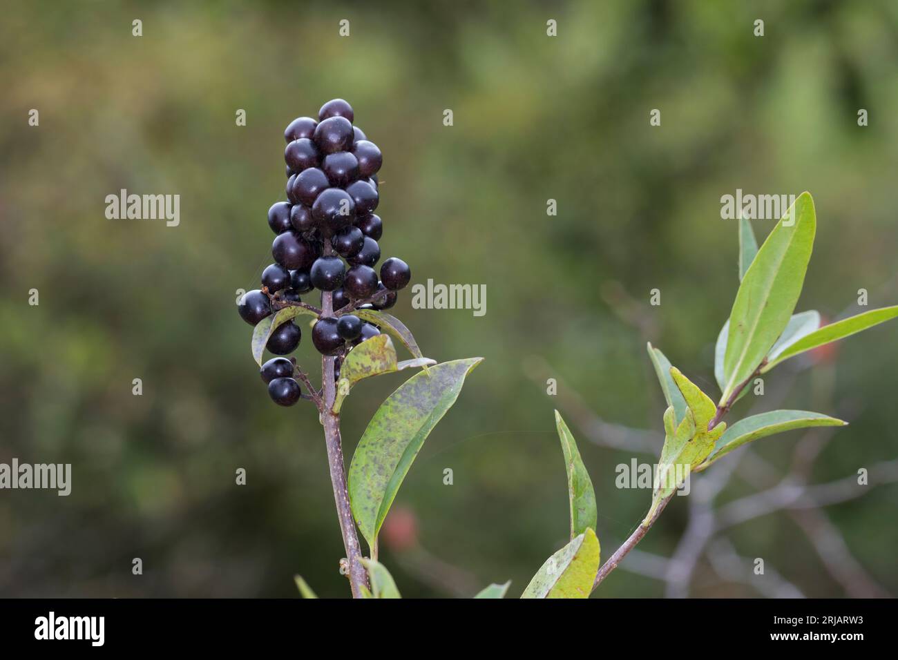 Liguster, Gewöhnlicher Liguster, Rainweide, Früchte, Beeren, Ligustrum vulgare, Wild Privet, Common Privet, European Privet, Privet, fruit, le troène Banque D'Images