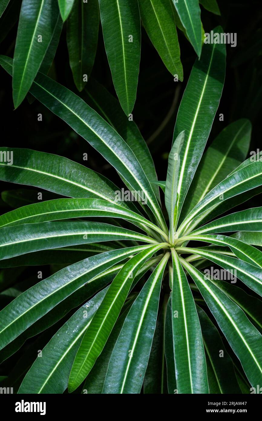 Euphorbia millifera pousse dans un jardin au Royaume-Uni. Banque D'Images