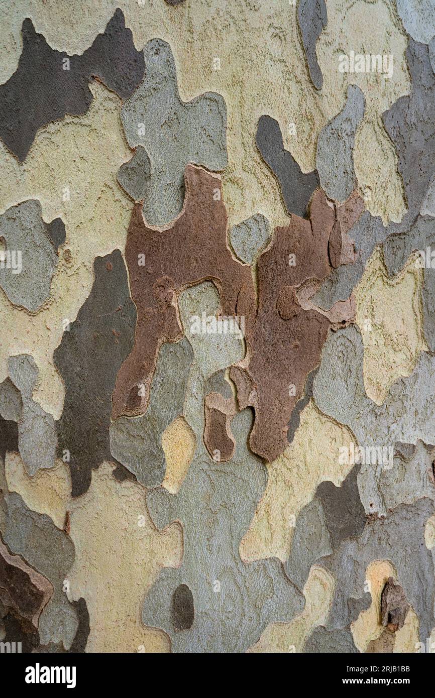 Vue rapprochée verticale de l'écorce d'arbre plane - style camouflage de l'armée texturé brun gris et fond naturel crémeux Banque D'Images