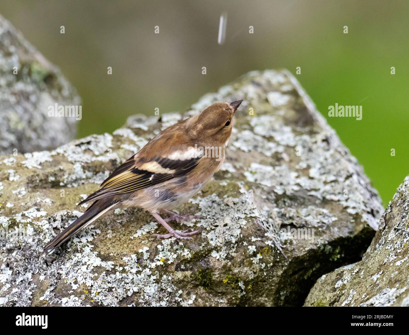 Une femelle Chaffinch, Fringilla coelebs à Austwick, yorkshire Dales UK. Banque D'Images