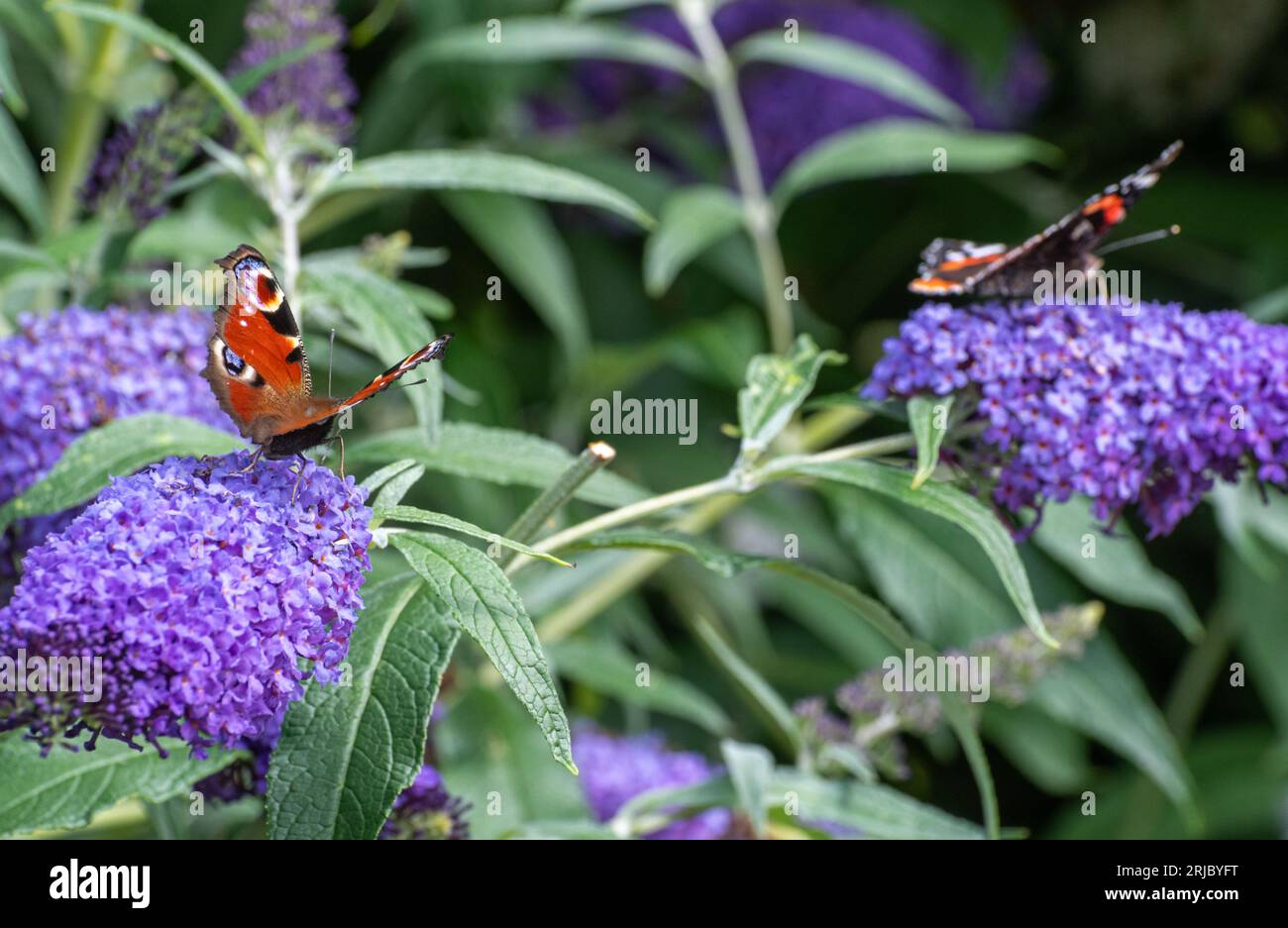 Paon et papillons amiraux rouges nectaring sur Buddleia davidii Buzz Lavande fleurs (variété Buddleja), connu comme un buisson de papillons, été, Royaume-Uni Banque D'Images