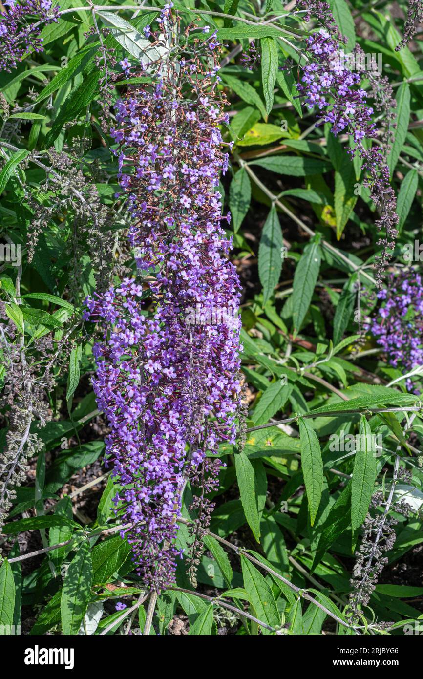 Fleurs de Buddleja davidii 'Wisteria Lane' (variété Buddleia), connues sous le nom de buisson à papillons, arbuste fleuri en été ou août, Angleterre, Royaume-Uni Banque D'Images