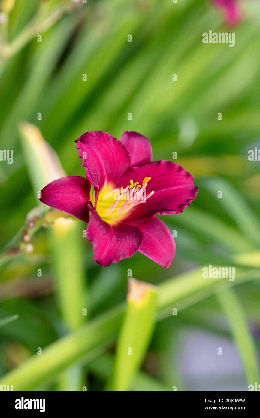 'Pardon Me' hémérocalle, Daglilja (Hemerocallis) Banque D'Images