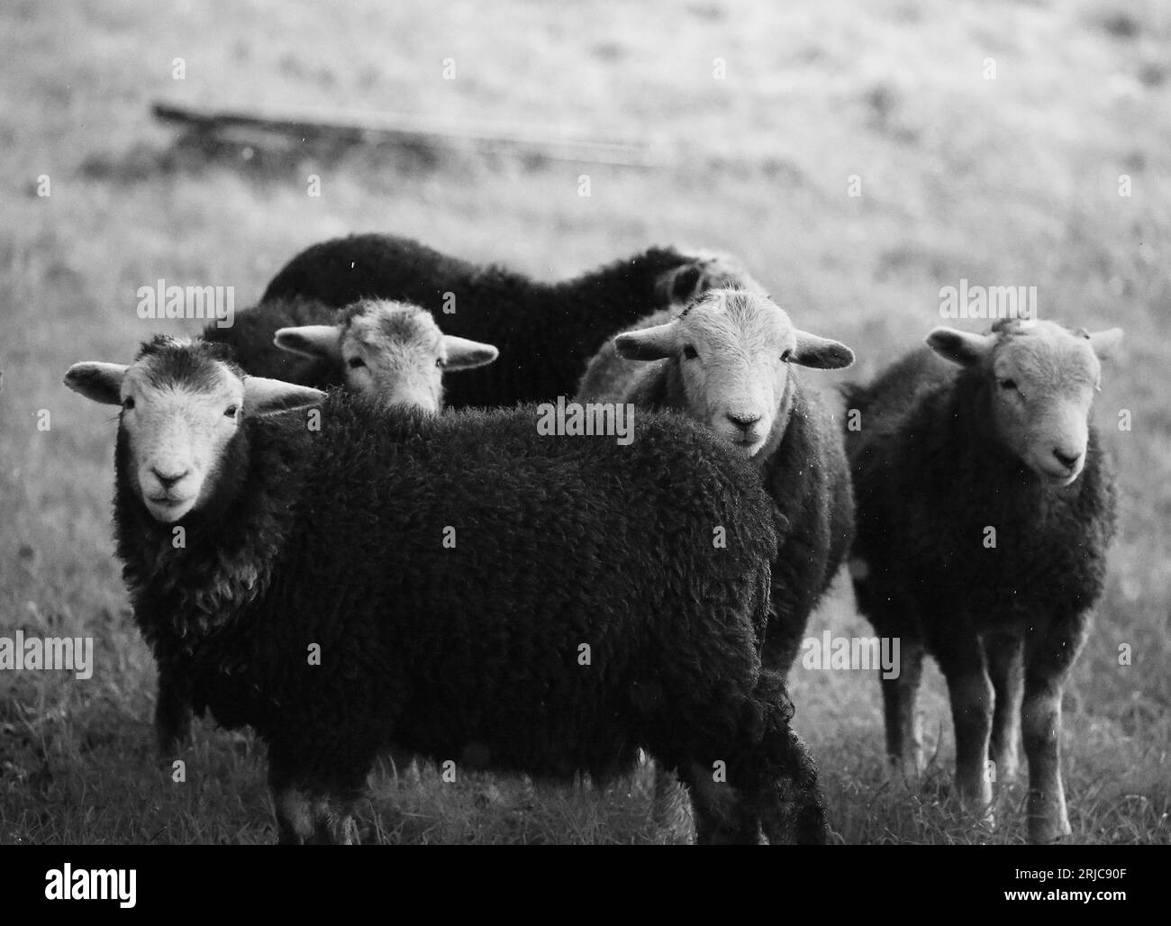 Moutons Herdwick Banque D'Images