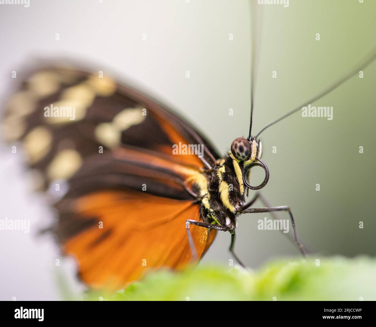 Tiger-aileron Butterfly, Tithorea harmonia, gros plan sur une feuille Banque D'Images