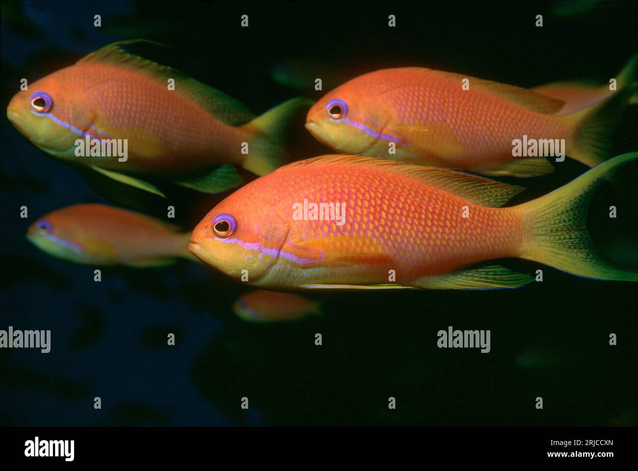 Lyretail anthias ou Goldie (Pseudanthias squamipinnis), groupe de femelles. Egypte, Mer Rouge. Banque D'Images