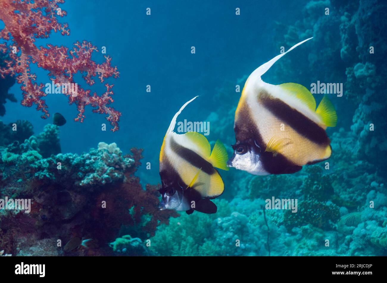 Paire de bannerpoissons de la mer Rouge (Heniochus intermedius). Egypte, Mer Rouge. Banque D'Images