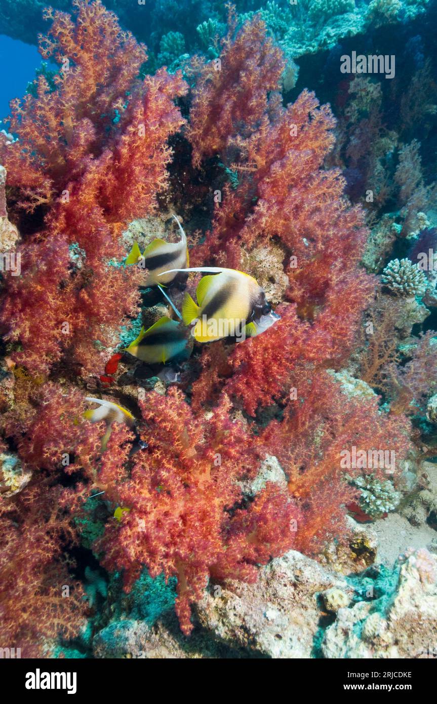 Bannerfish de la mer Rouge (Heniochus intermedius) avec coraux mous. Egypte, Mer Rouge. Banque D'Images