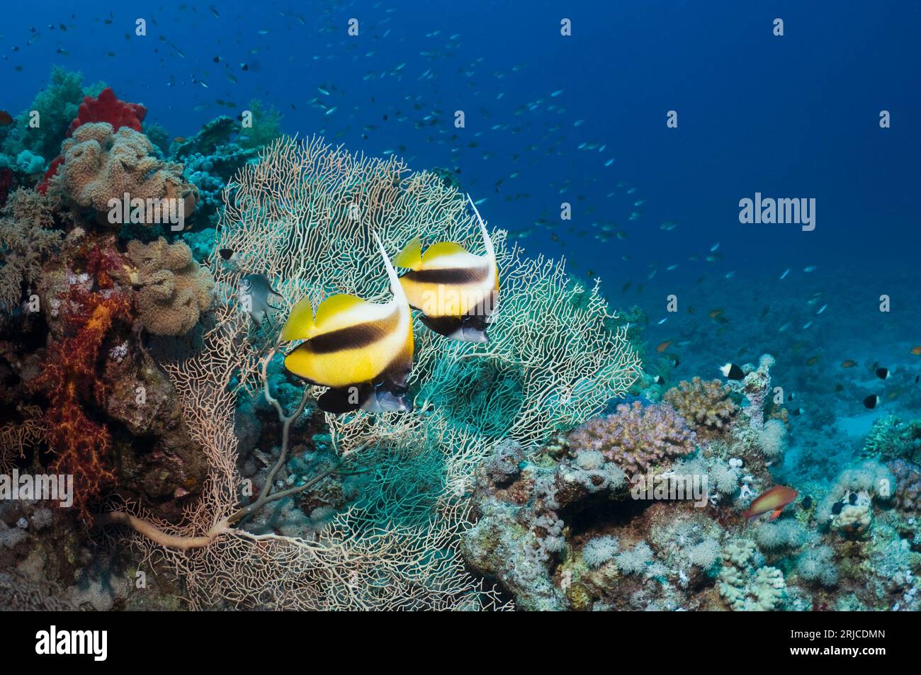 Bannerfish de la mer Rouge (Heniochus intermedius). Egypte, Mer Rouge. Banque D'Images