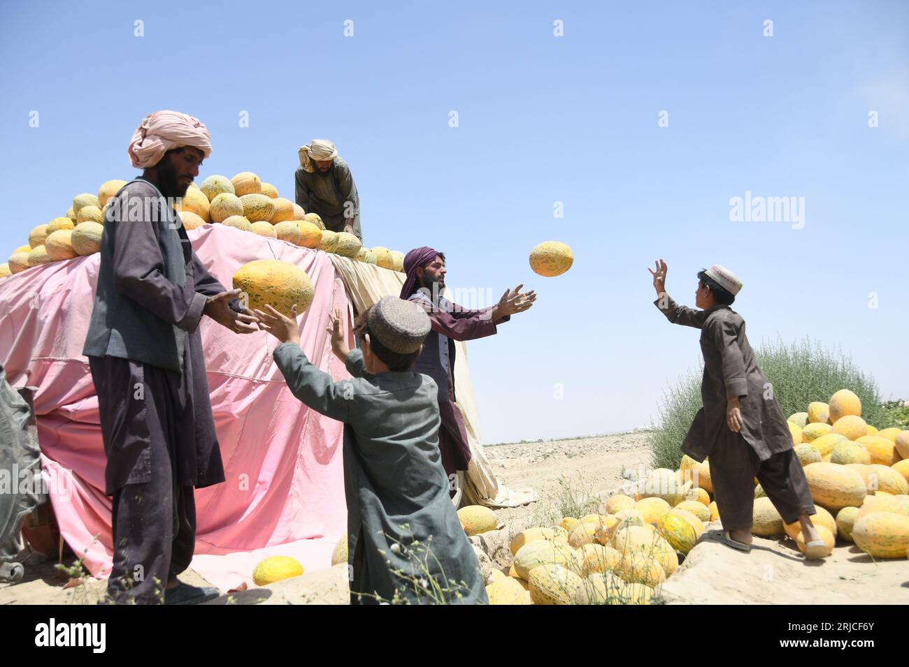 Kandahar, Afghanistan. 21 août 2023. Des agriculteurs chargent des melons nouvellement récoltés sur un camion dans la province de Kandahar, Afghanistan, 21 août 2023. Les autorités afghanes se sont engagées à investir dans le secteur agricole pour créer des emplois et stimuler l'économie du pays. Crédit : Arghand/Xinhua/Alamy Live News Banque D'Images