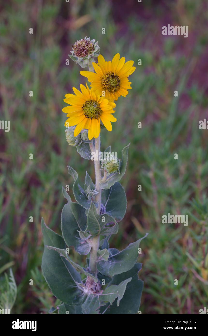 Cendré tournesol, Helianthus mollis Banque D'Images