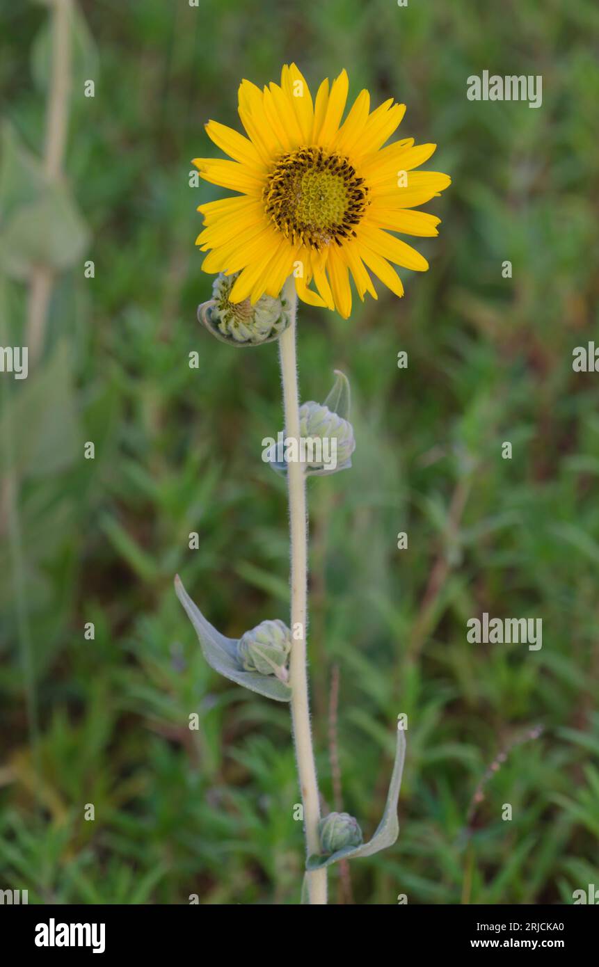 Cendré tournesol, Helianthus mollis Banque D'Images