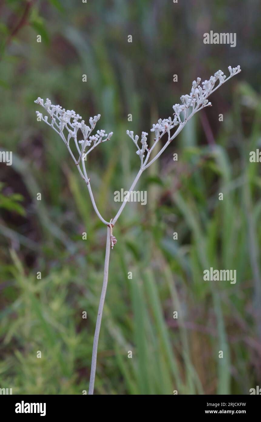 Fleurs de sarrasin Banque de photographies et d’images à haute