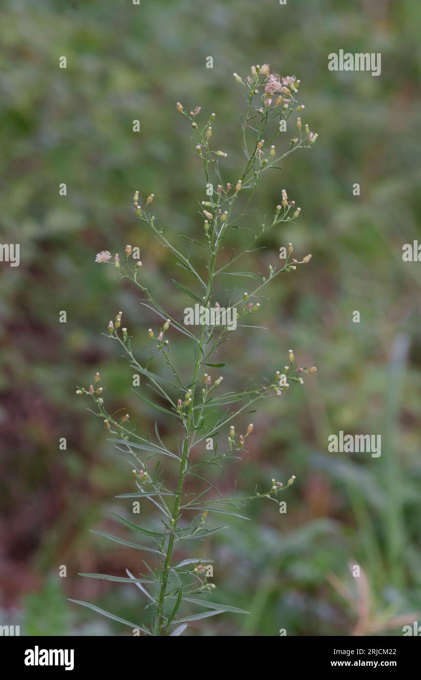 Horseweed, Conyza canadensis Banque D'Images