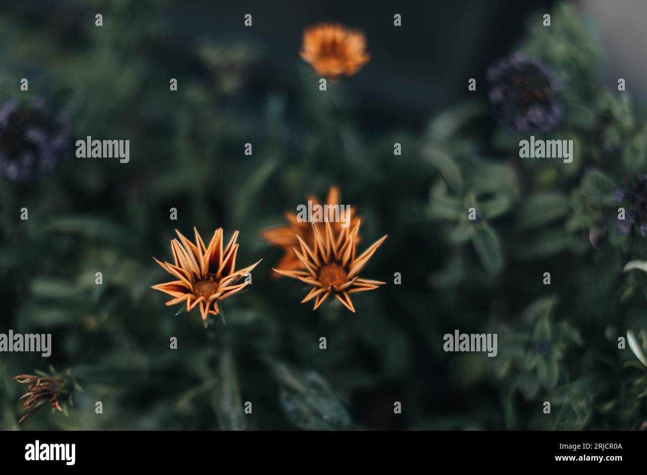 Fleurs oranges sauvages d'automne poussant dans le jardin. Fond naturel pour cartes postales, affiches à la saison d'automne Banque D'Images