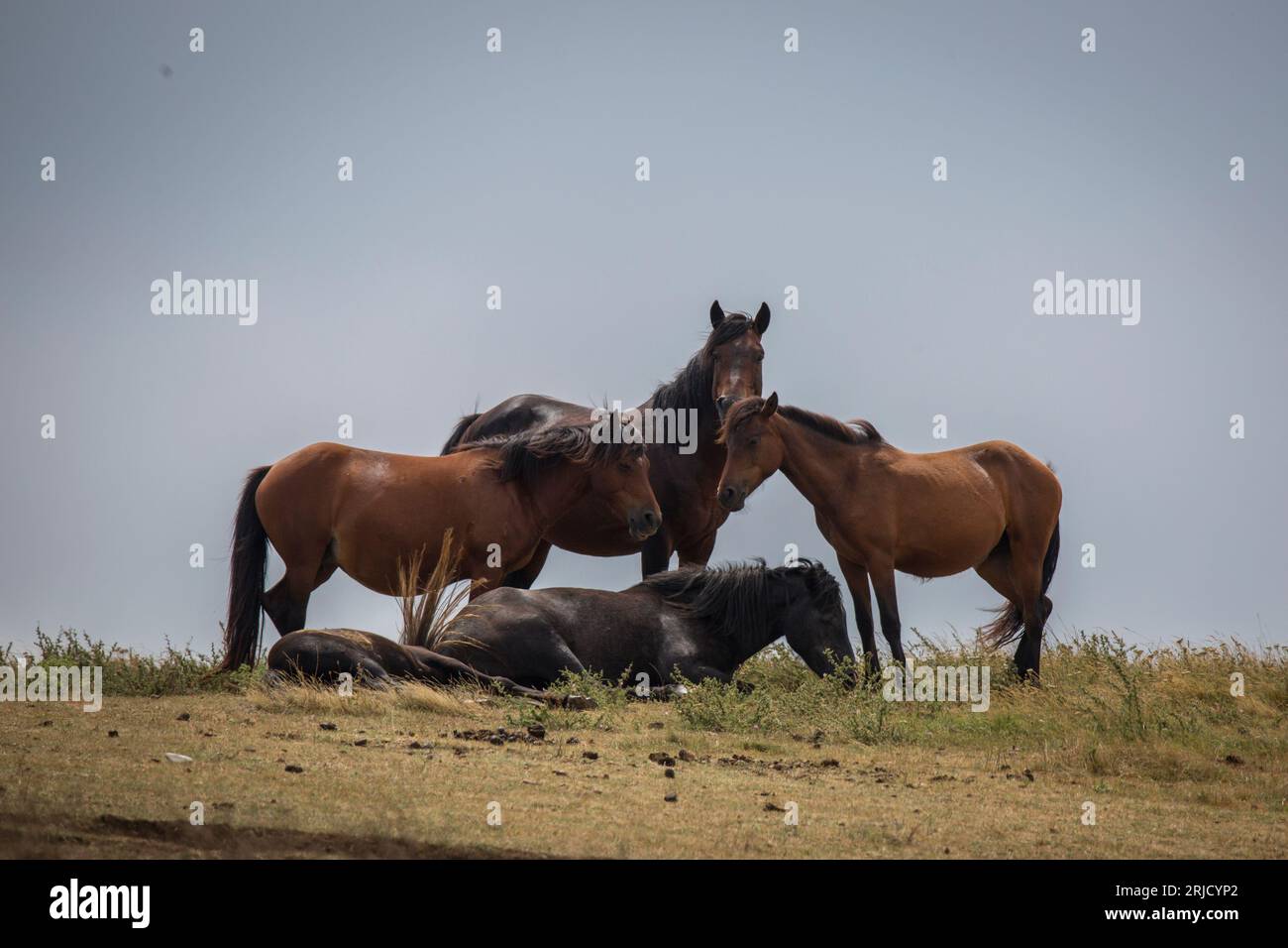 Ces magnifiques chevaux sauvages vivent en Italie gratuitement à jamais Banque D'Images