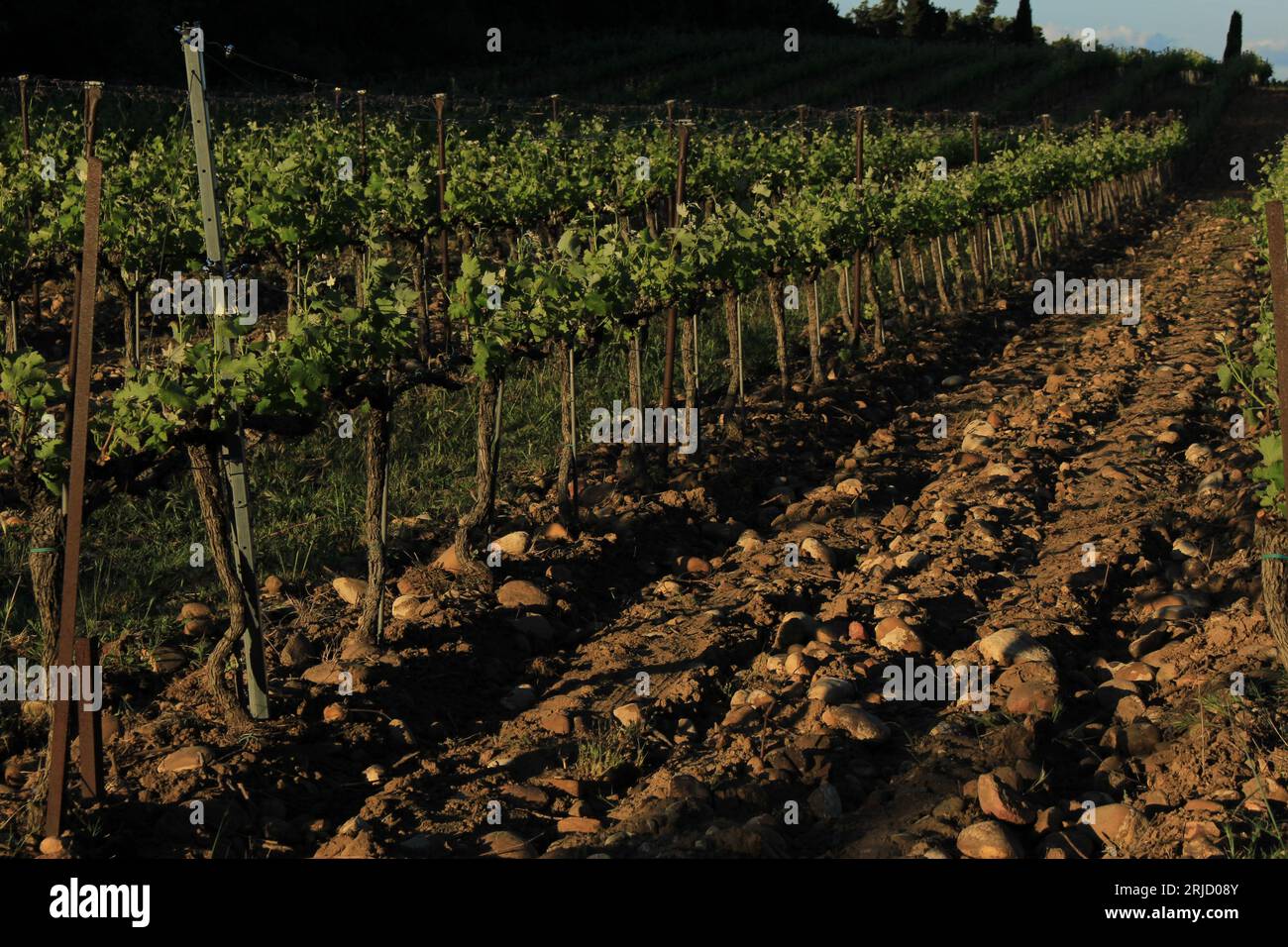 Rangées de vignes en fin d'après-midi soleil de printemps avec espace de copie. Concept de fond viticole dans l’AOP (AOP) protégé Châteauneuf-de-gadagne, France Banque D'Images