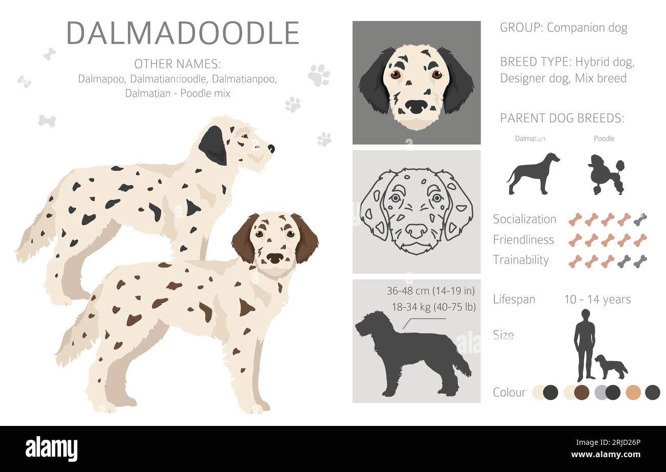 Dalmadoodle clipart. Mélange pour caniche dalmatienne. Ensemble de couleurs de manteau différentes. Illustration vectorielle Illustration de Vecteur