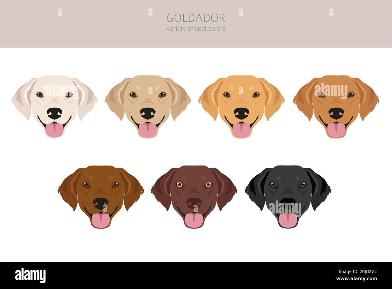 Goldador clipart. Mélange Golden retriever Labrador. Ensemble de couleurs de manteau différentes. Illustration vectorielle Illustration de Vecteur