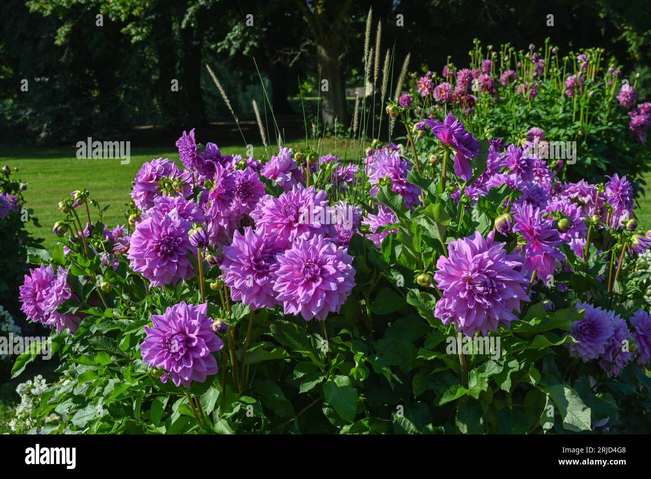 Le dahlia (nom, Lila Pauline) dans le jardin dahlia Baden Baden près de l'allée lichtentaler. Baden Baden, Baden Wuerttemberg, Allemagne Banque D'Images