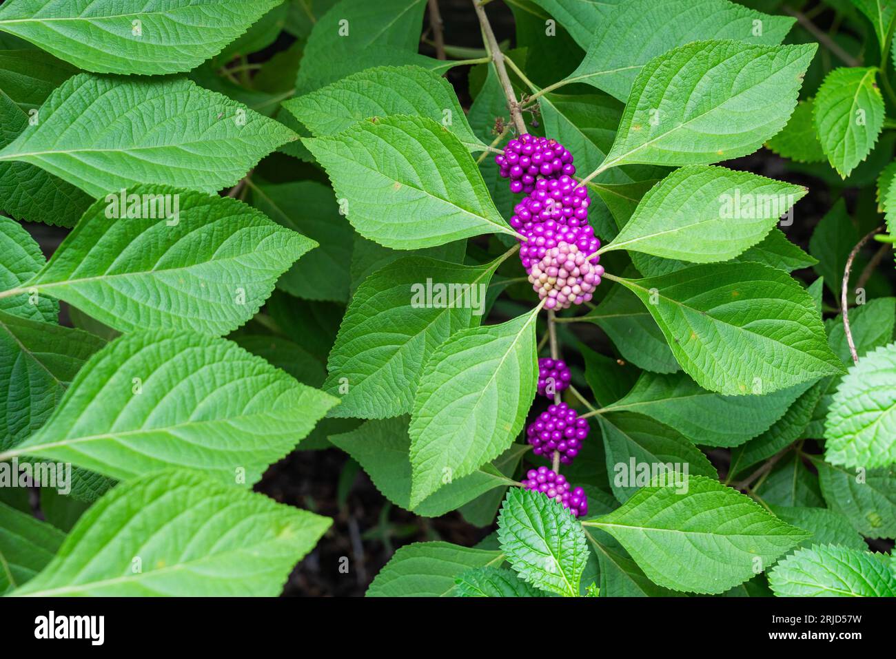 Photo d'un arbuste indigène du sud des États-Unis, la beautyberry américaine. Banque D'Images