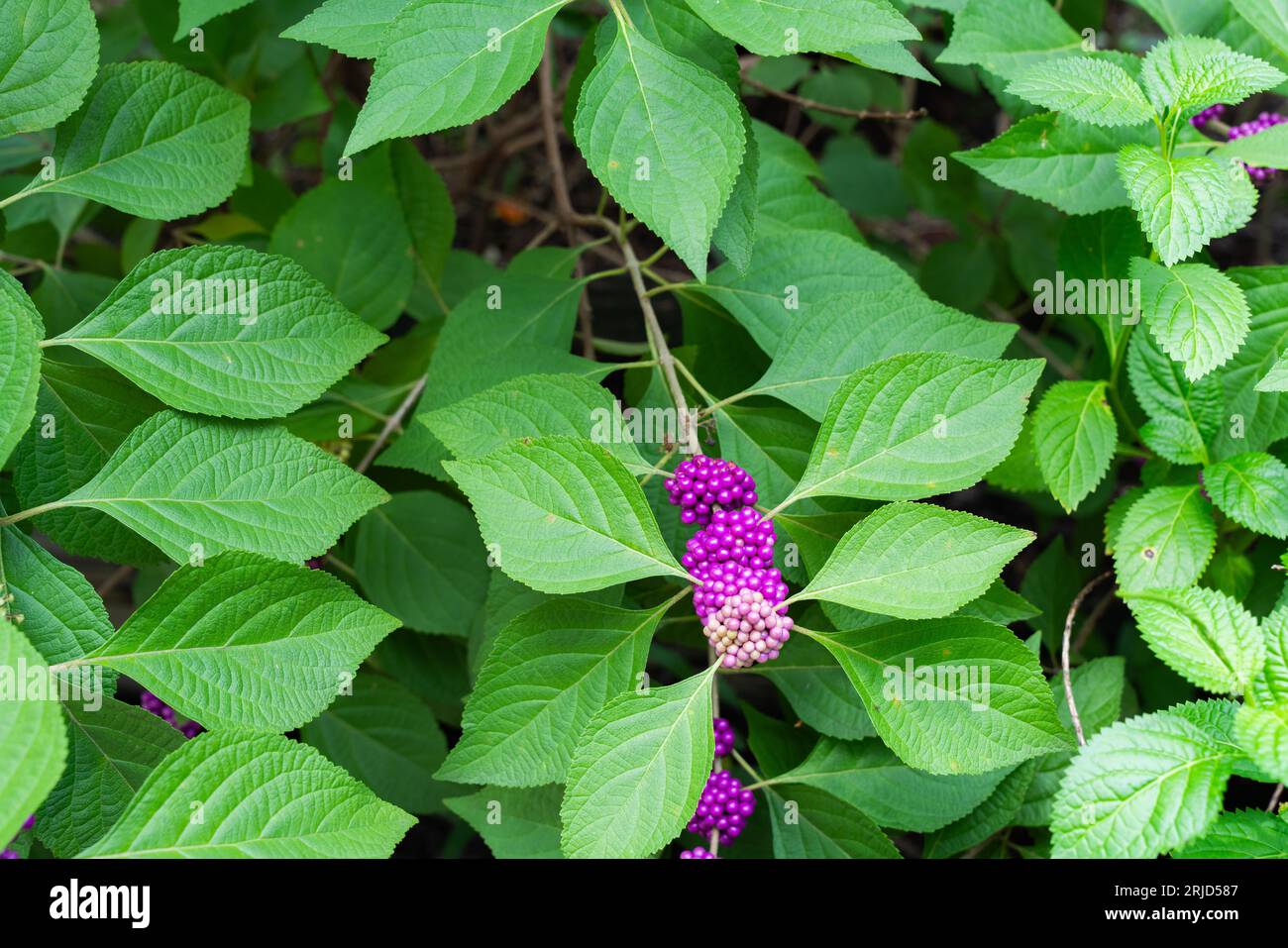 Photo d'un arbuste indigène du sud des États-Unis, la beautyberry américaine. Banque D'Images