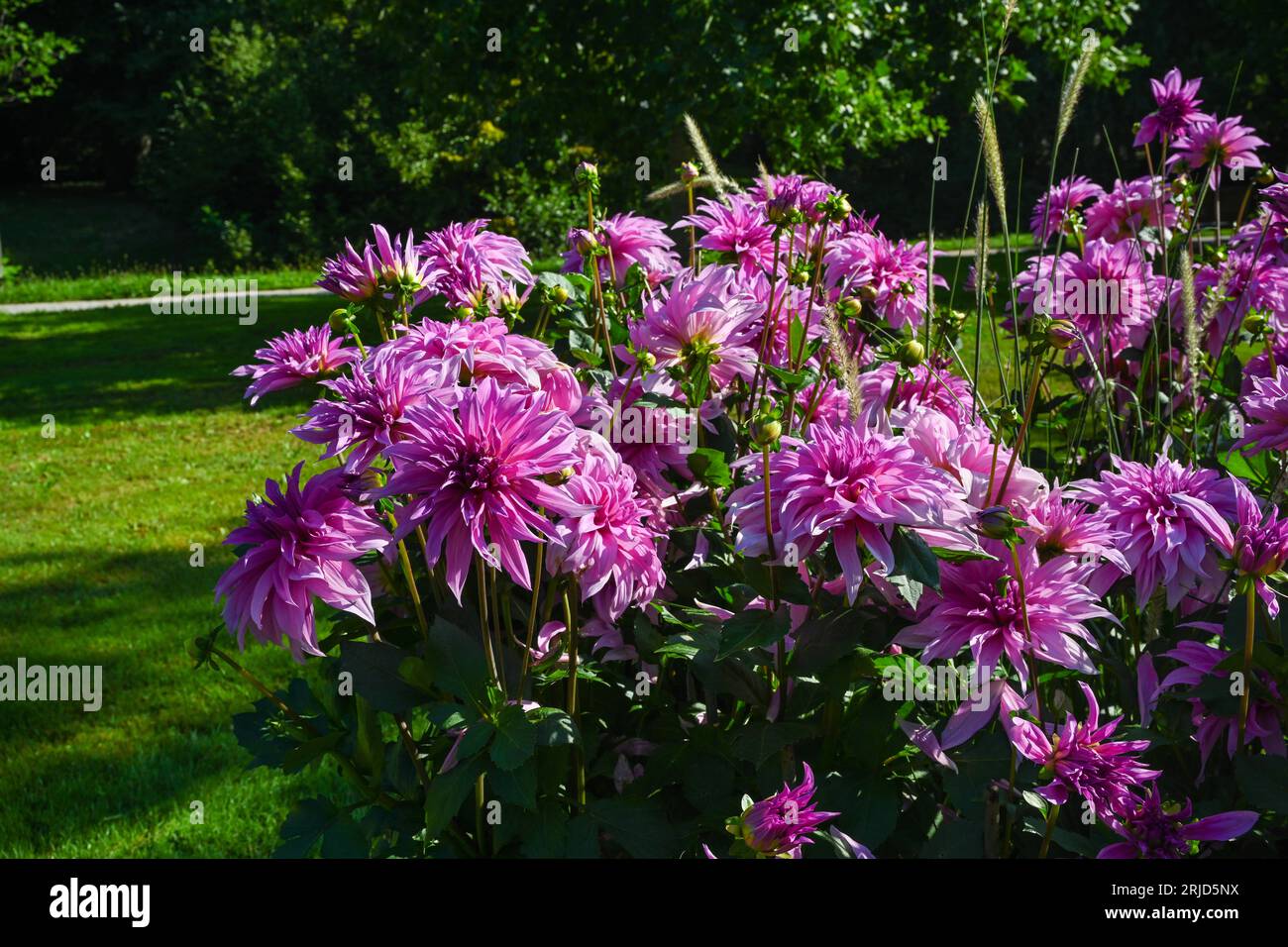 Le dahlia (nom, Babylone Rose) dans le jardin dahlia Baden Baden près de la Lichtentaler Allée. Baden-Baden, Bade-Wurtemberg, Allemagne Banque D'Images