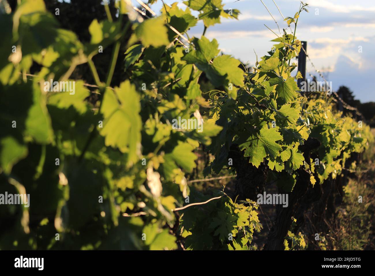 Vignoble dans le sud de la France au coucher du soleil Banque D'Images