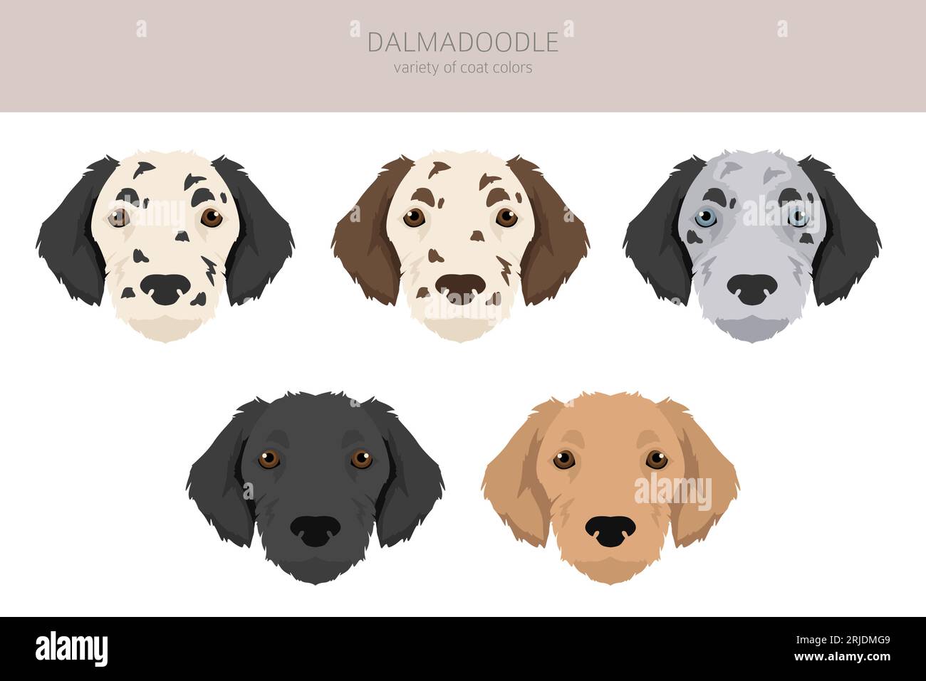 Dalmadoodle clipart. Mélange pour caniche dalmatienne. Ensemble de couleurs de manteau différentes. Illustration vectorielle Illustration de Vecteur