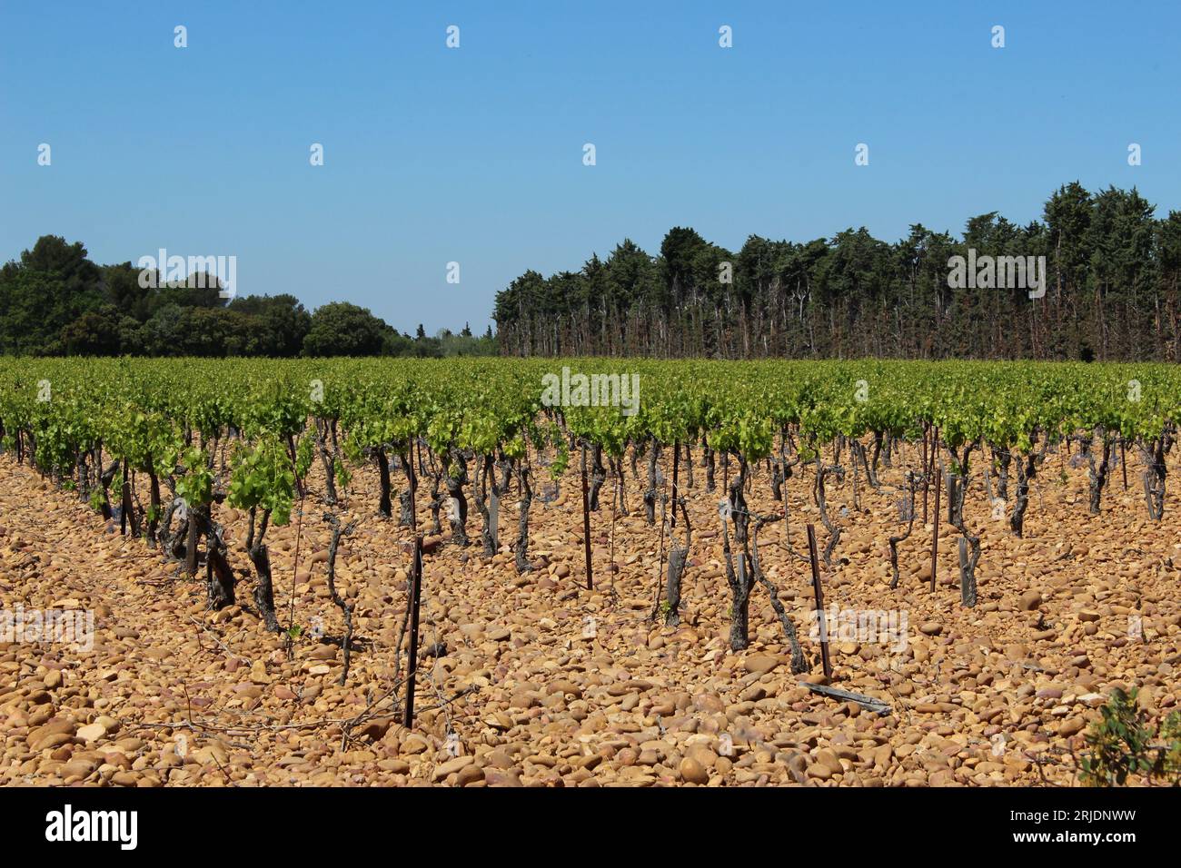 Rangées de vignes dans le soleil de l'après-midi sur un sol de galets avec hedgerow derrière. Vignoble en France concept de surproduction (Châteauneuf-de-gadagne) Banque D'Images