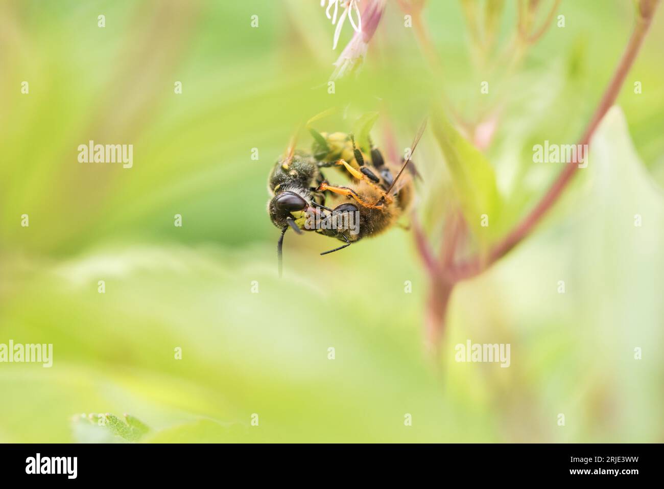 La guêpe solitaire, un loup d'abeille (Philanthus triangulum) prenant une abeille Banque D'Images