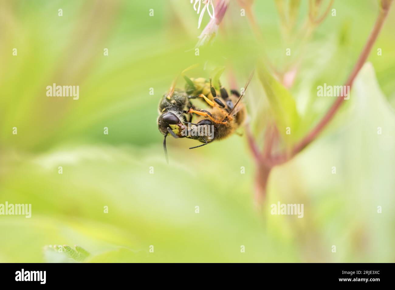 La guêpe solitaire, un loup d'abeille (Philanthus triangulum) prenant une abeille Banque D'Images