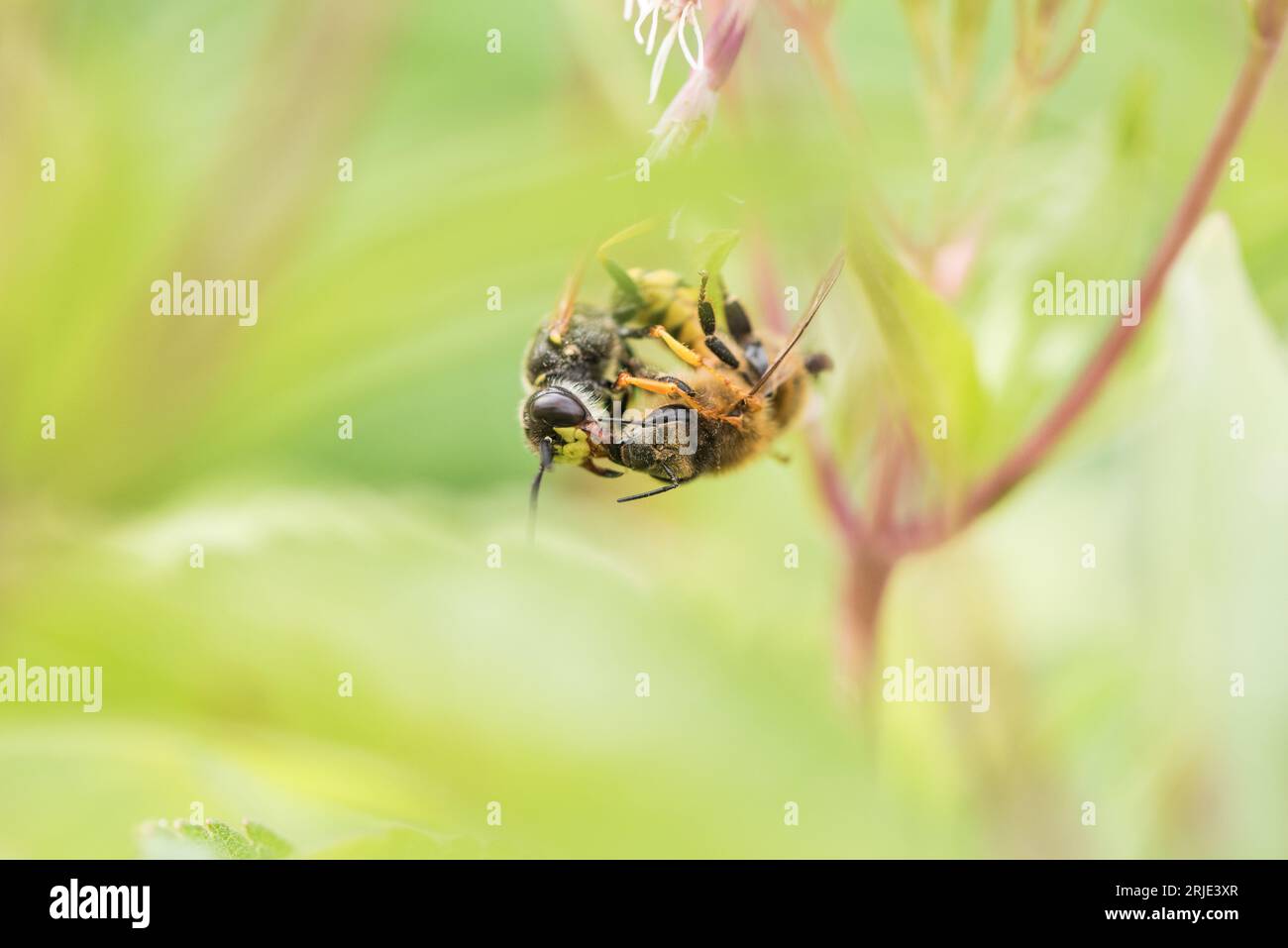 La guêpe solitaire, un loup d'abeille (Philanthus triangulum) prenant une abeille Banque D'Images