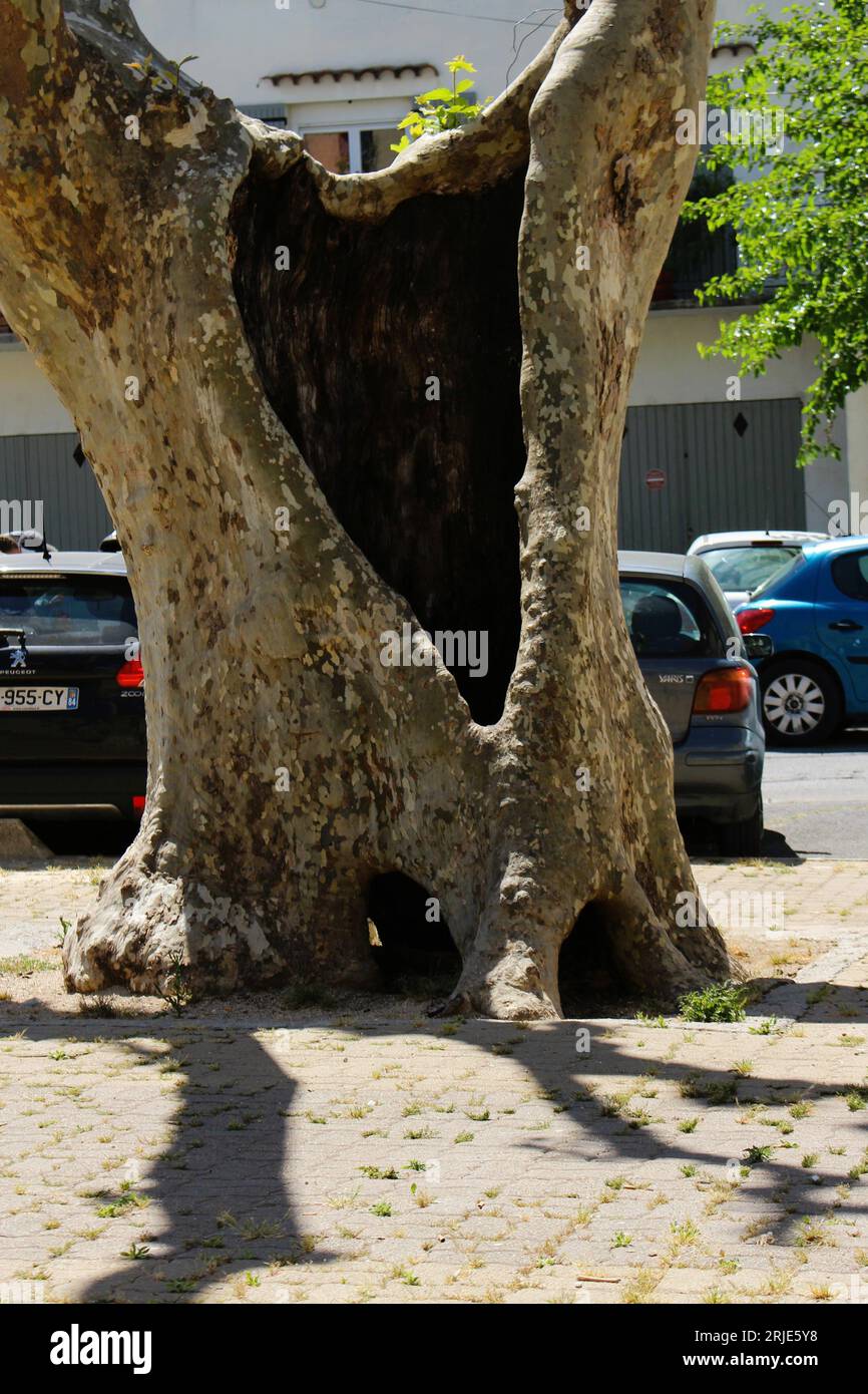 Grand, très vieux tronc de sycomore avec un énorme trou dedans (L'Isle-sur-la-Sorgue, France). Concept pour arbre creux français antique, arbre évidée Banque D'Images
