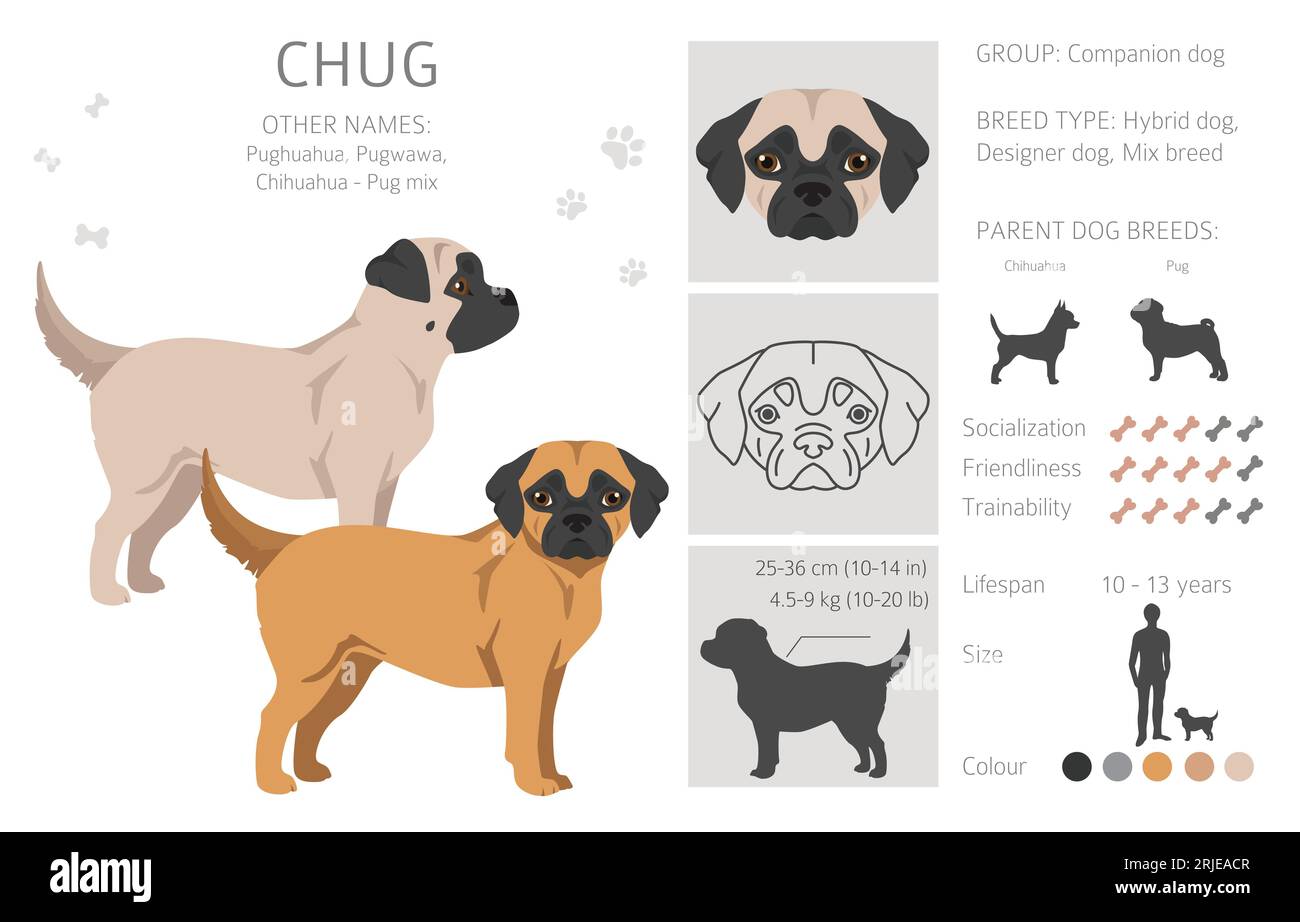 Chug clipart. Chihuahua Pug mix. Ensemble de couleurs de manteau différentes. Illustration vectorielle Illustration de Vecteur