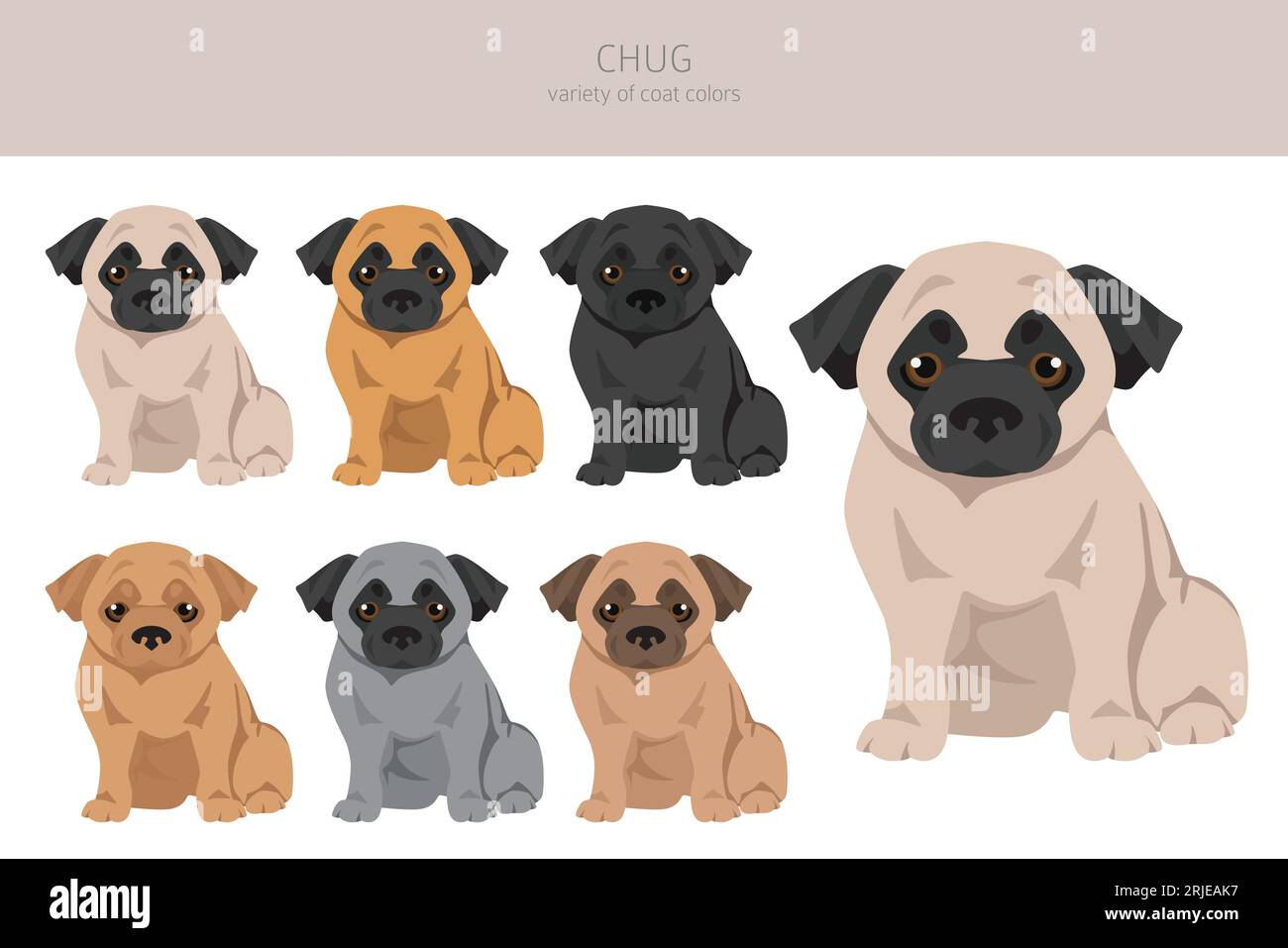 Chug clipart. Chihuahua Pug mix. Ensemble de couleurs de manteau différentes. Illustration vectorielle Illustration de Vecteur